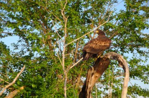 Орлан-белохвост (Haliaeetus albicilla)                      